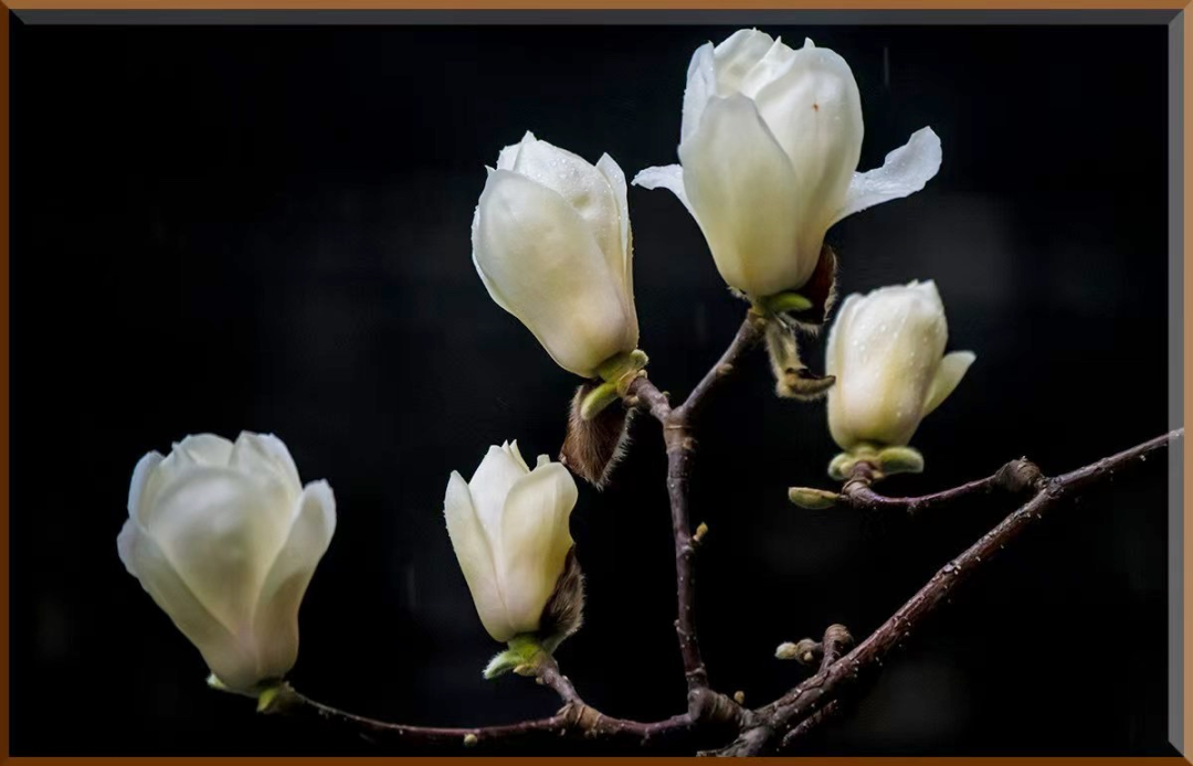 1743559253735376.png 640 (1).png